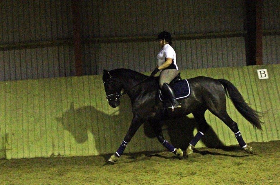 Dansk Varmblod Mitrandir billede 14