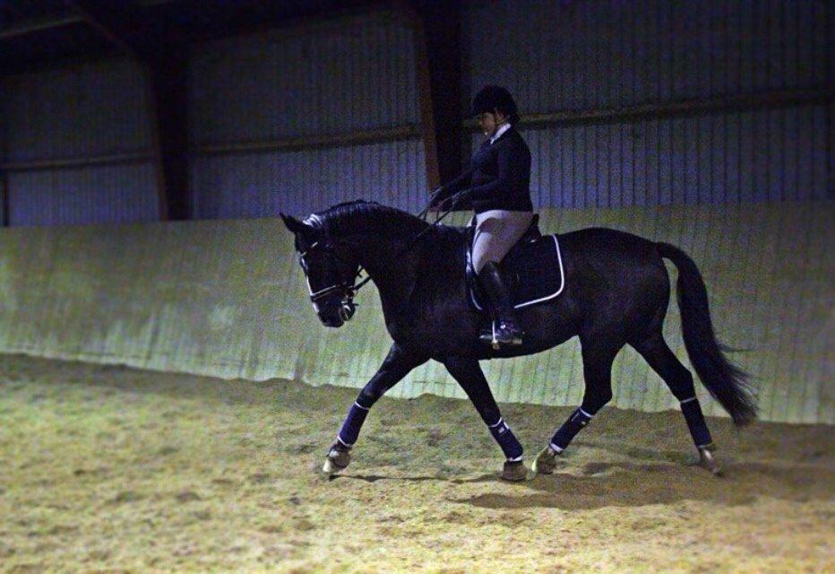 Dansk Varmblod Mitrandir billede 15