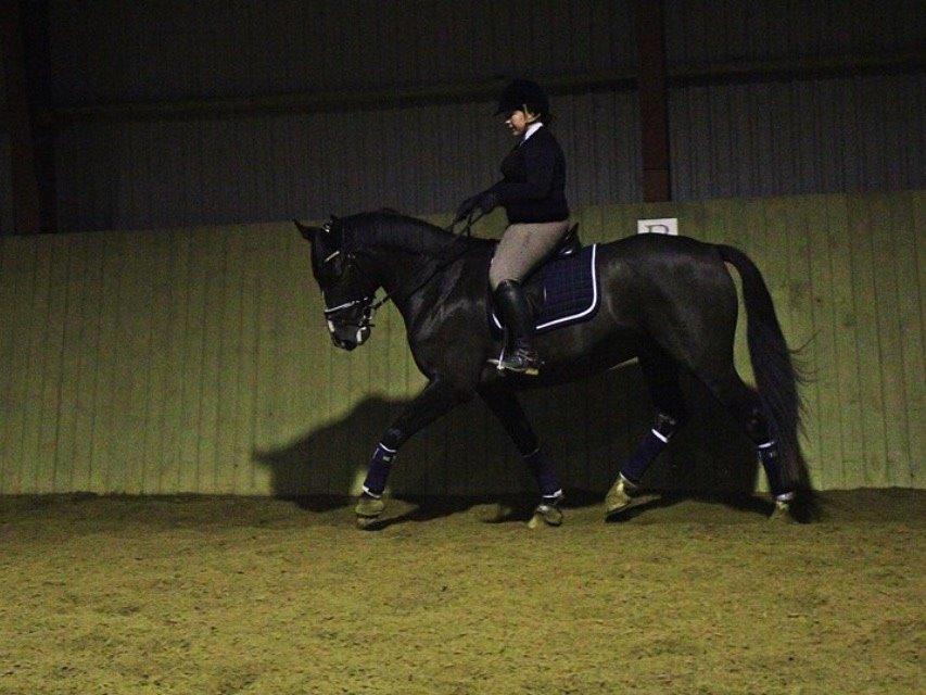 Dansk Varmblod Mitrandir billede 16