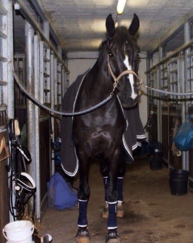 Dansk Varmblod Mitrandir billede 17