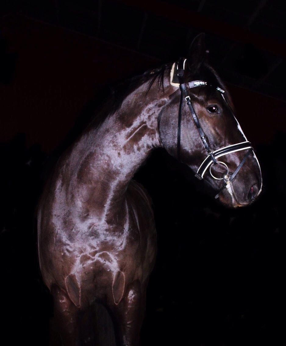 Dansk Varmblod Mitrandir billede 18