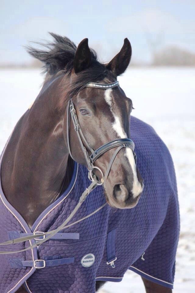 Dansk Varmblod Mitrandir billede 19