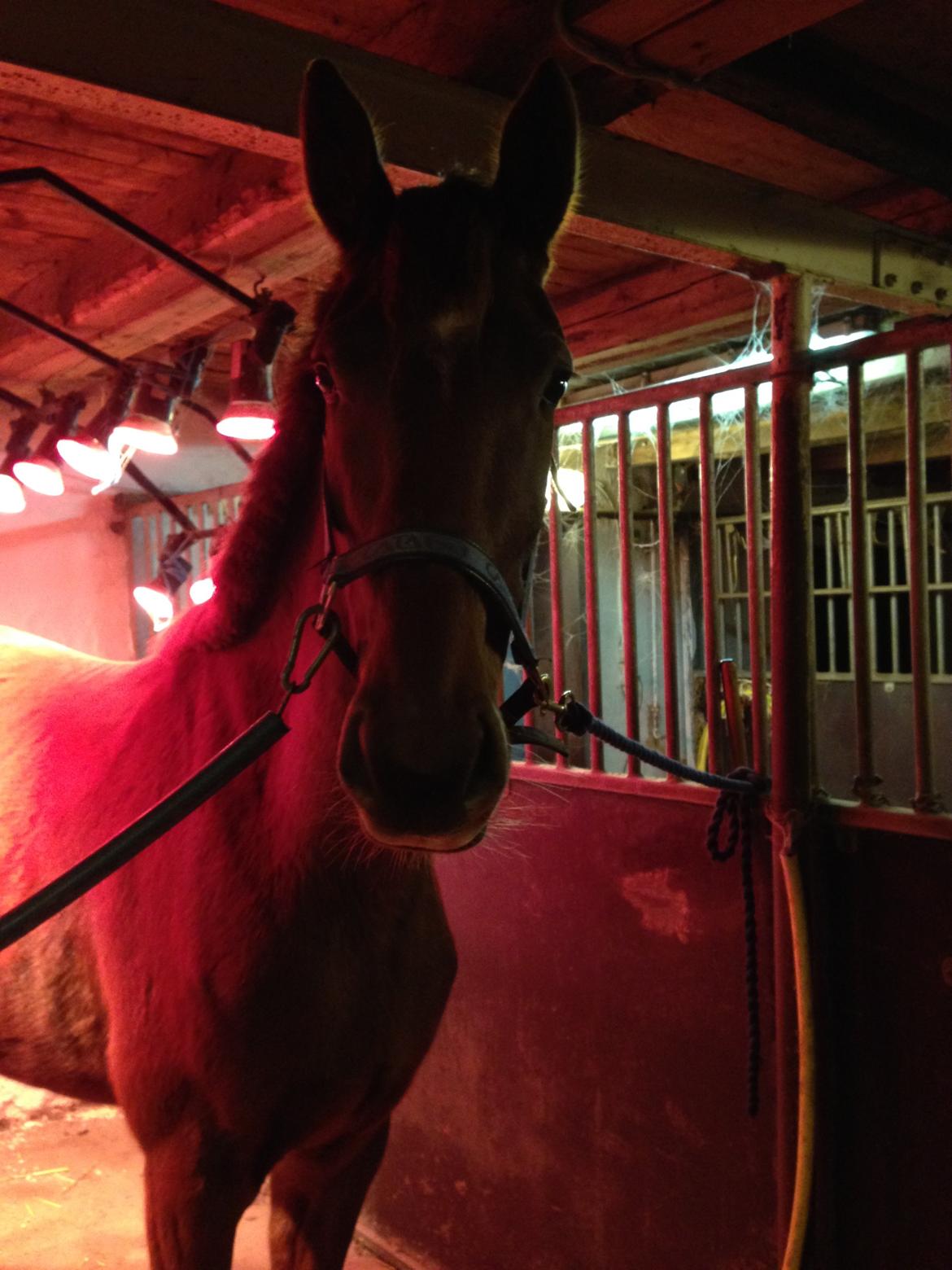 Dansk Varmblod Trøstruplunds samira billede 9