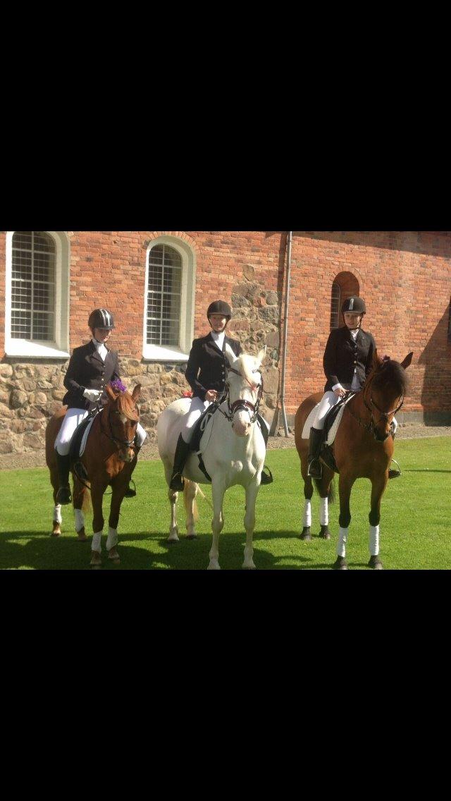 Knabstrupper Bøgelyens Dusty [tidligere hest] billede 24