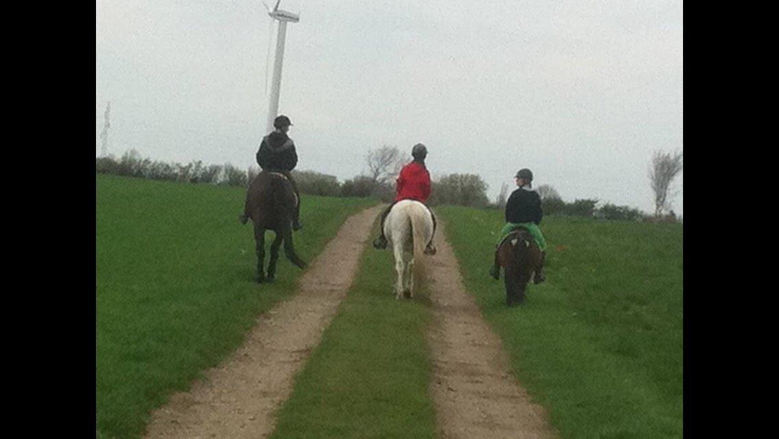 Knabstrupper Bøgelyens Dusty [tidligere hest] billede 27