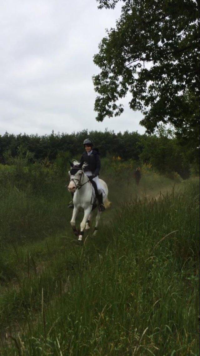 Knabstrupper Bøgelyens Dusty [tidligere hest] billede 30