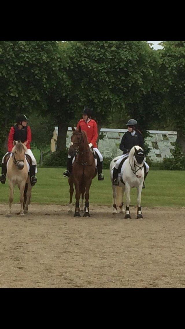 Knabstrupper Bøgelyens Dusty [tidligere hest] billede 31