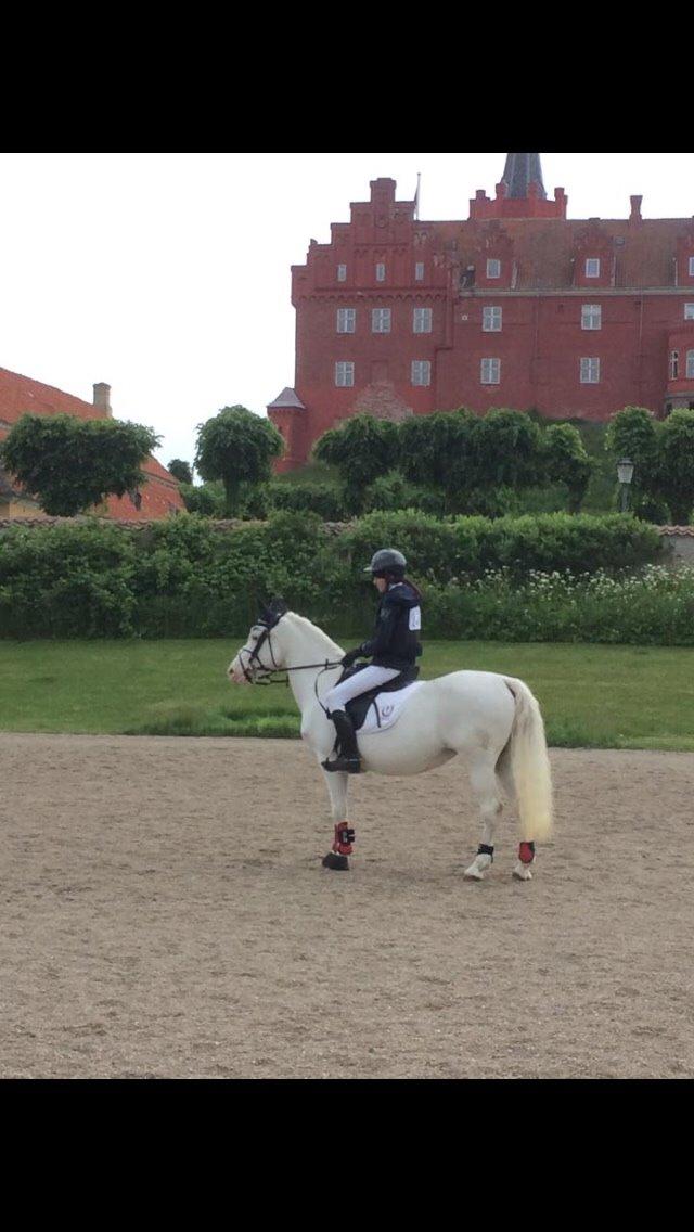 Knabstrupper Bøgelyens Dusty [tidligere hest] billede 34