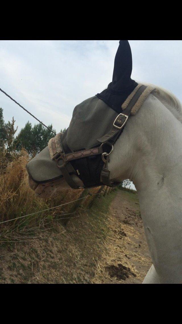 Knabstrupper Bøgelyens Dusty [tidligere hest] billede 35