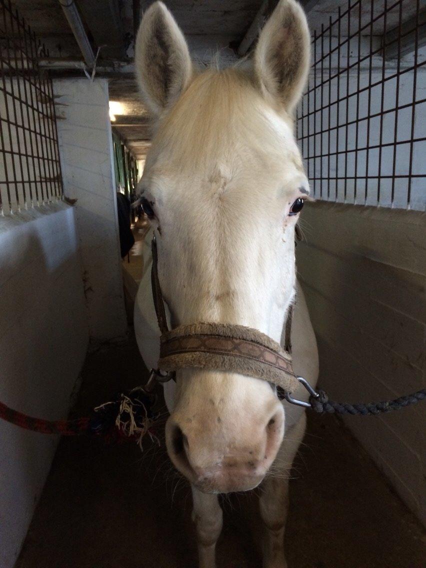 Knabstrupper Bøgelyens Dusty [tidligere hest] billede 36