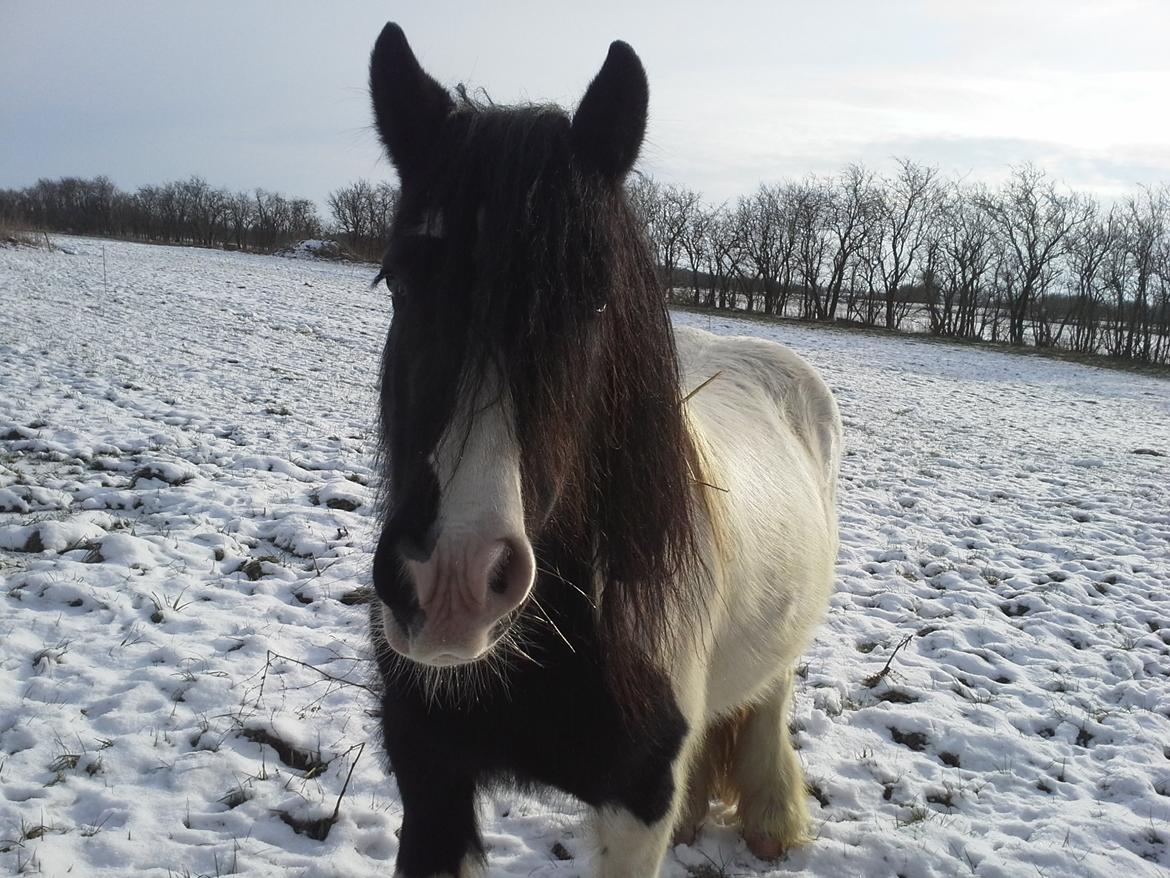 Irish Cob Indie billede 13