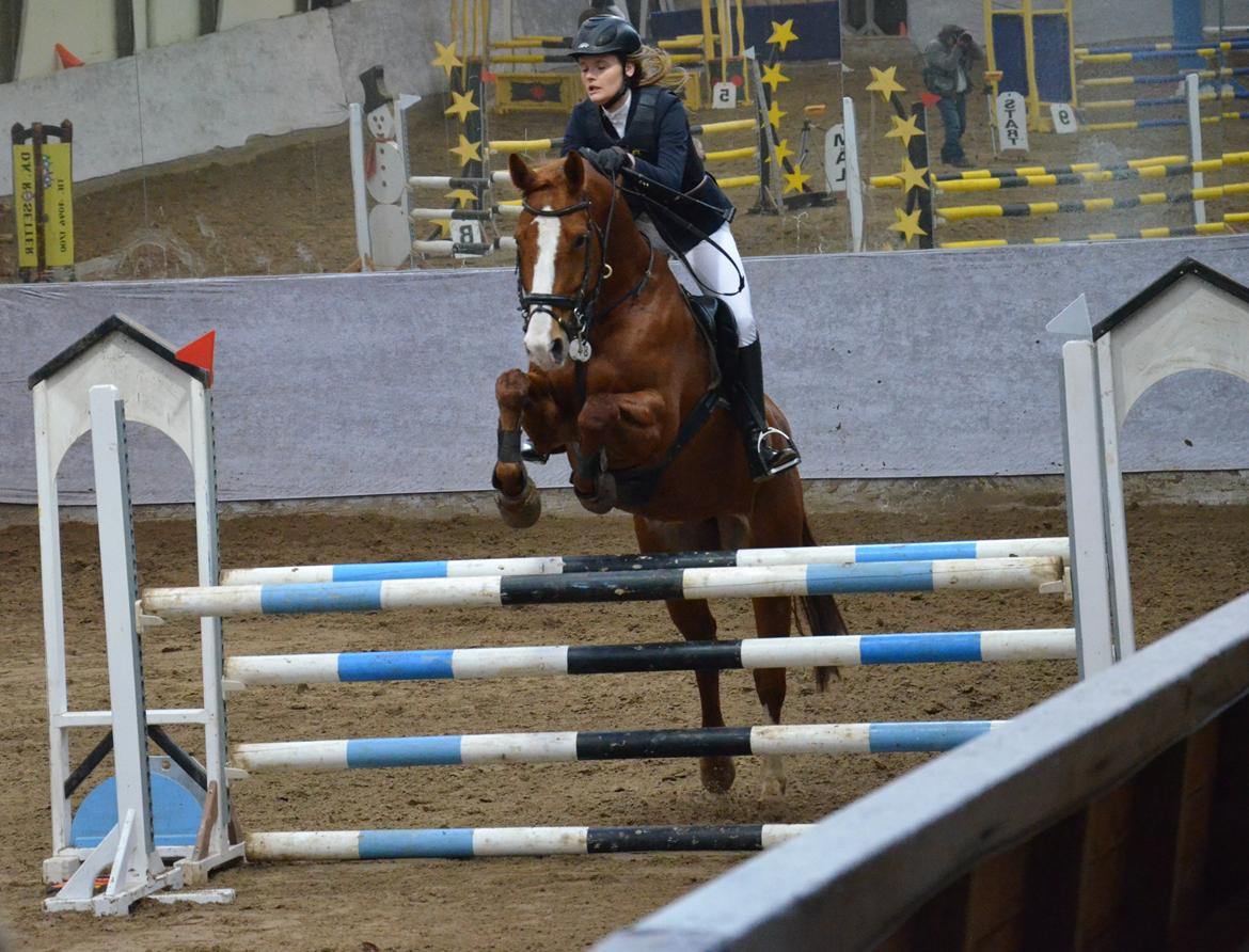 Dansk Varmblod Lester Estelle - 9. plads i LB*. Februar 15 billede 14