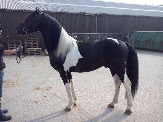 Barockpinto Jeopardy af Boelaa. PINBH 3 billede 2