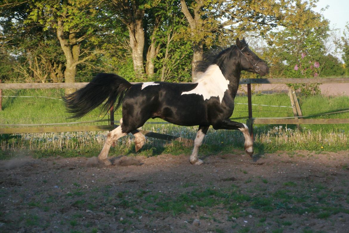 Barockpinto Jeopardy af Boelaa. PINBH 3 billede 13