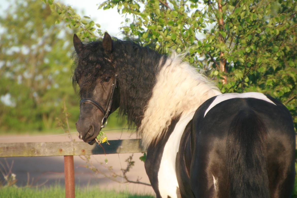 Barockpinto Jeopardy af Boelaa. PINBH 3 billede 1