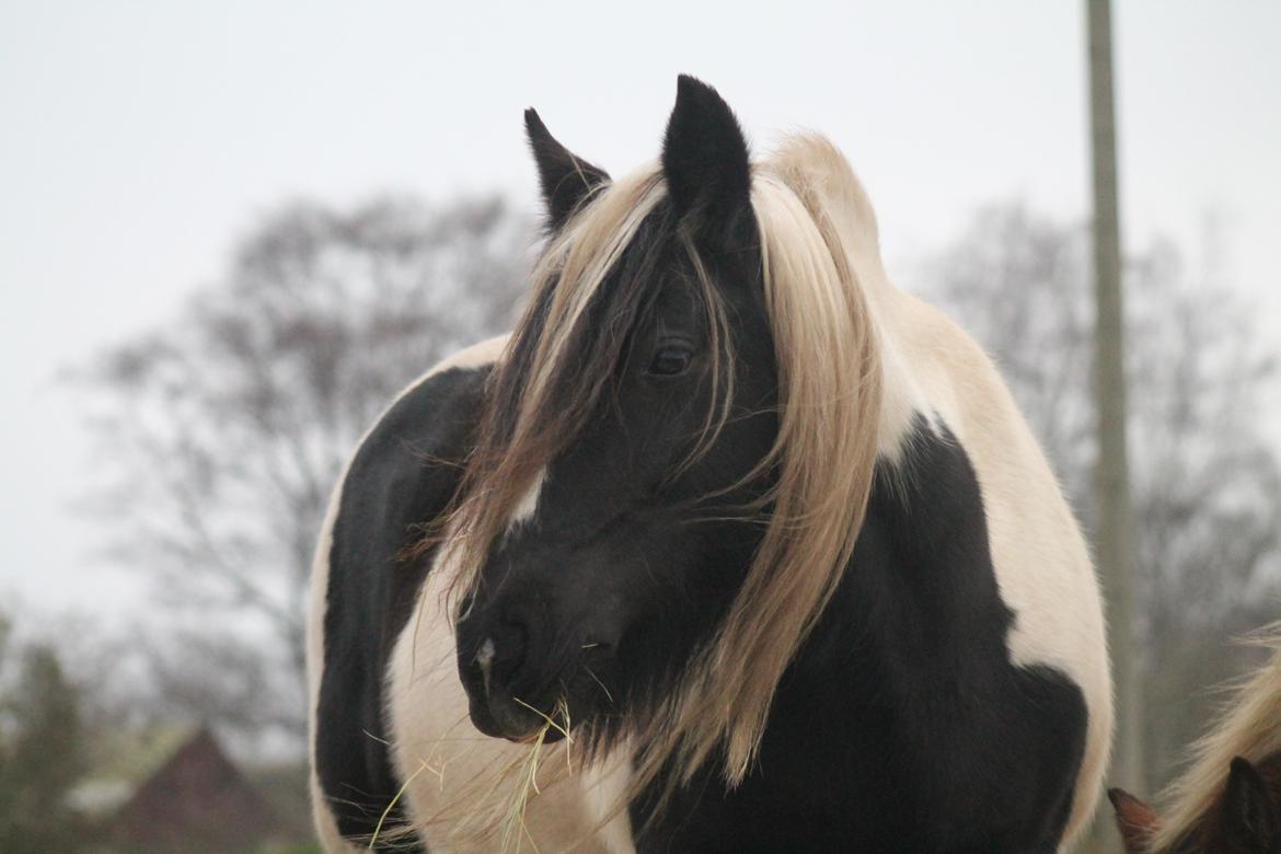 Tinker Shakira billede 3