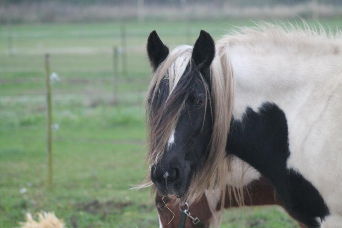 Tinker Shakira billede 7