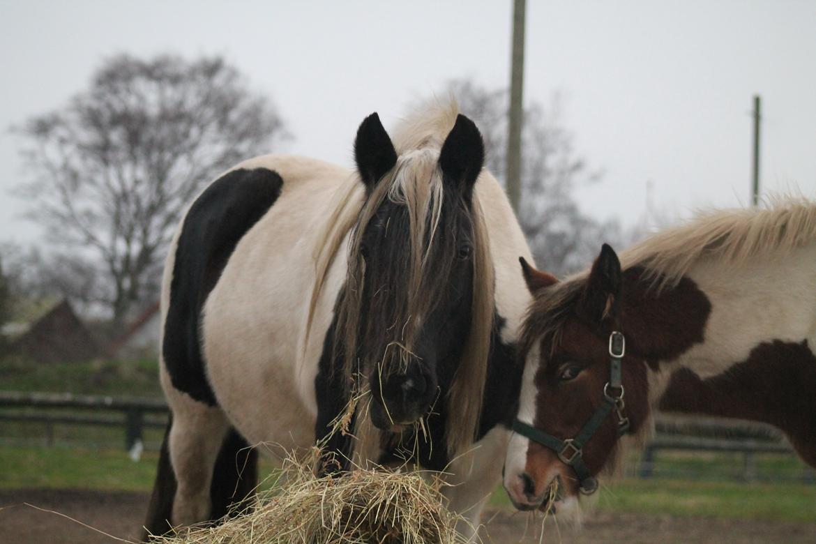 Tinker Shakira billede 6