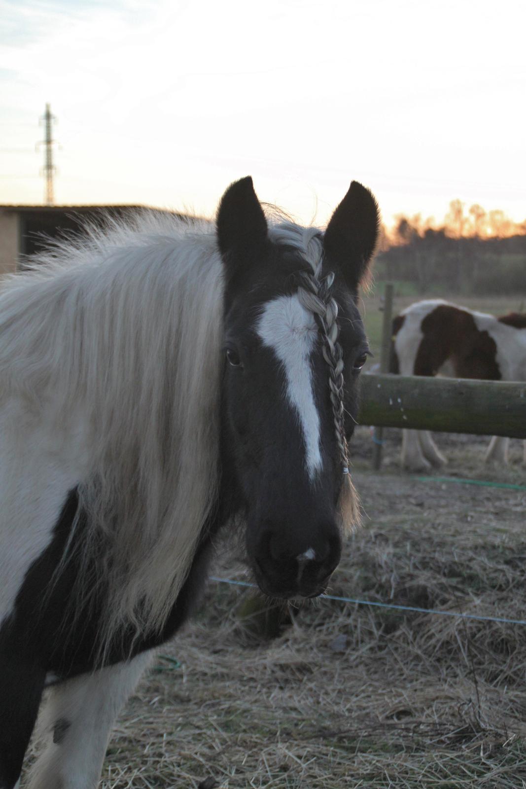 Tinker Shakira billede 8