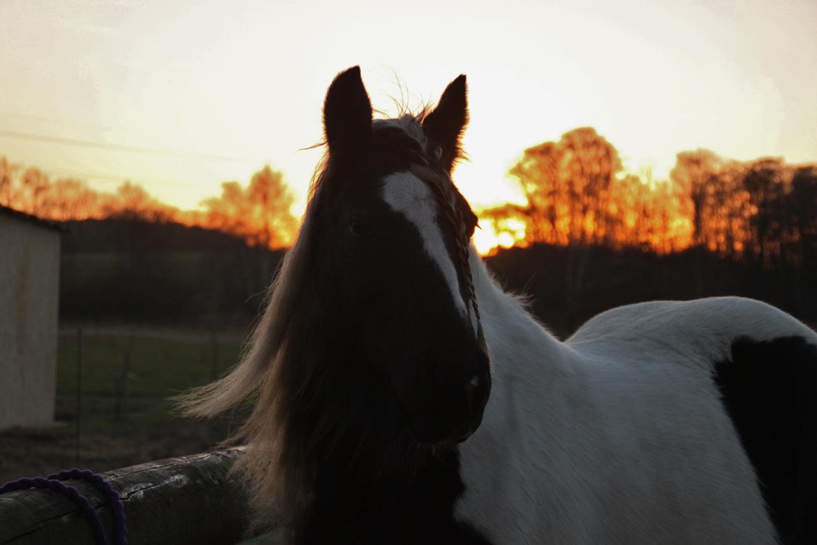 Tinker Shakira billede 10