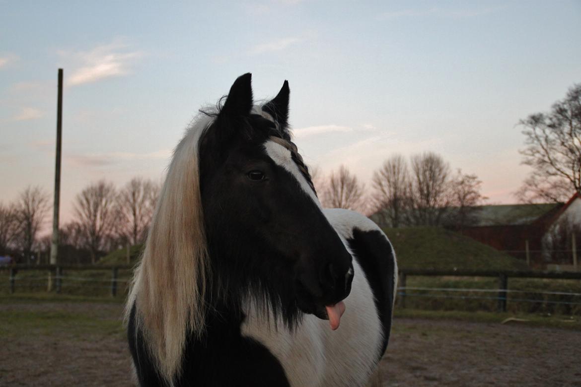 Tinker Shakira billede 13