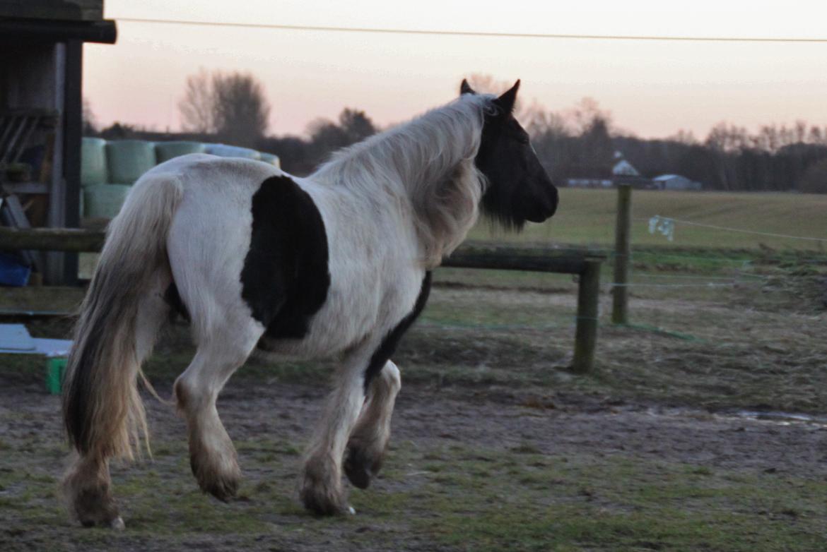 Tinker Shakira billede 5