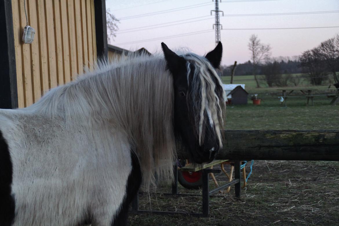 Tinker Shakira - #Vildt billede 4