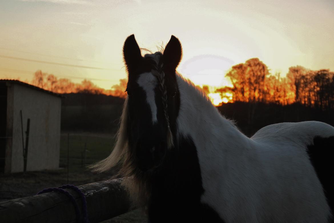 Tinker Shakira billede 1