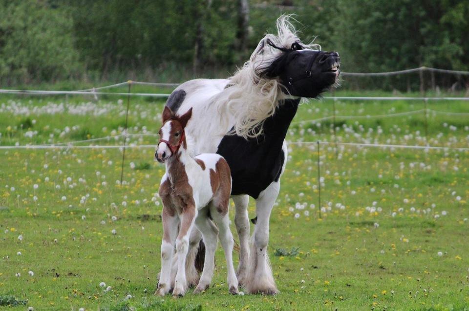 Tinker Shakira - ren lækkerhed xD billede 9