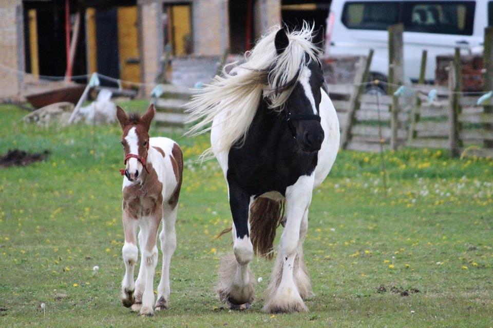 Tinker Shakira billede 12