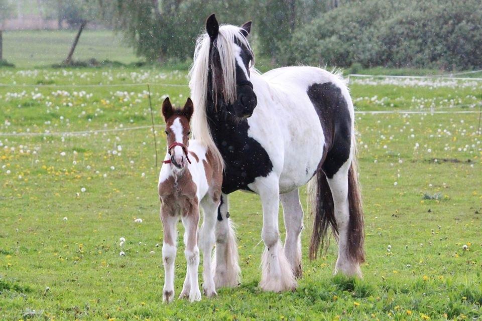 Tinker Shakira billede 14