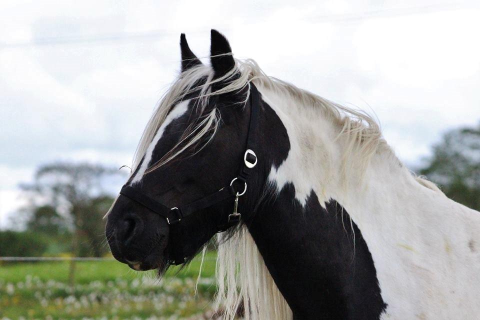 Tinker Shakira billede 15