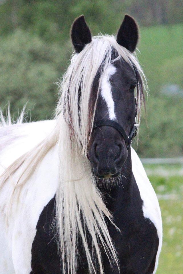 Tinker Shakira billede 11