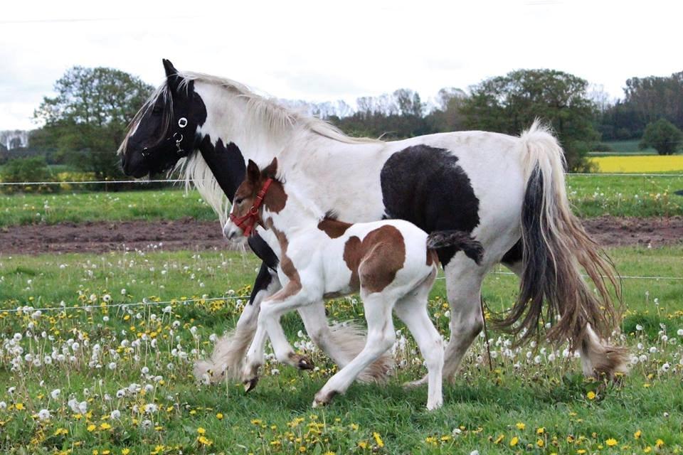 Tinker Shakira billede 2