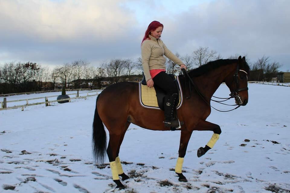 Dansk Varmblod Lucky Girl K (Gisle) STJERNE HEST billede 22