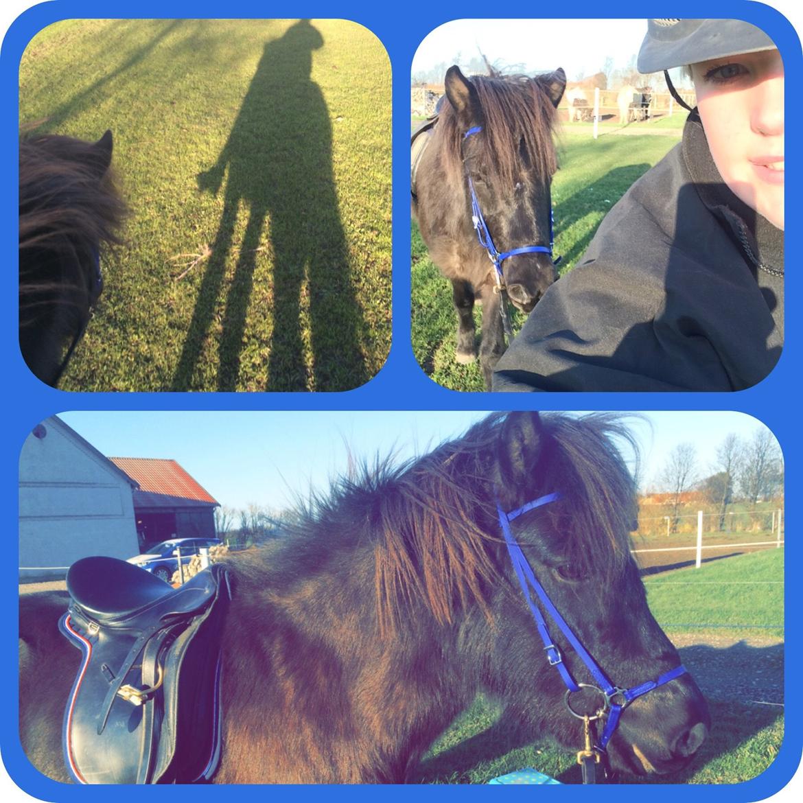 Islænder Gletta fra Puglund  billede 12