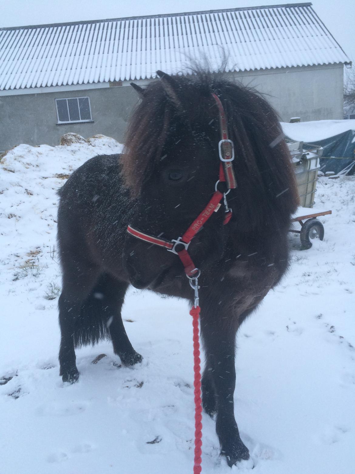 Islænder Gletta fra Puglund  billede 13
