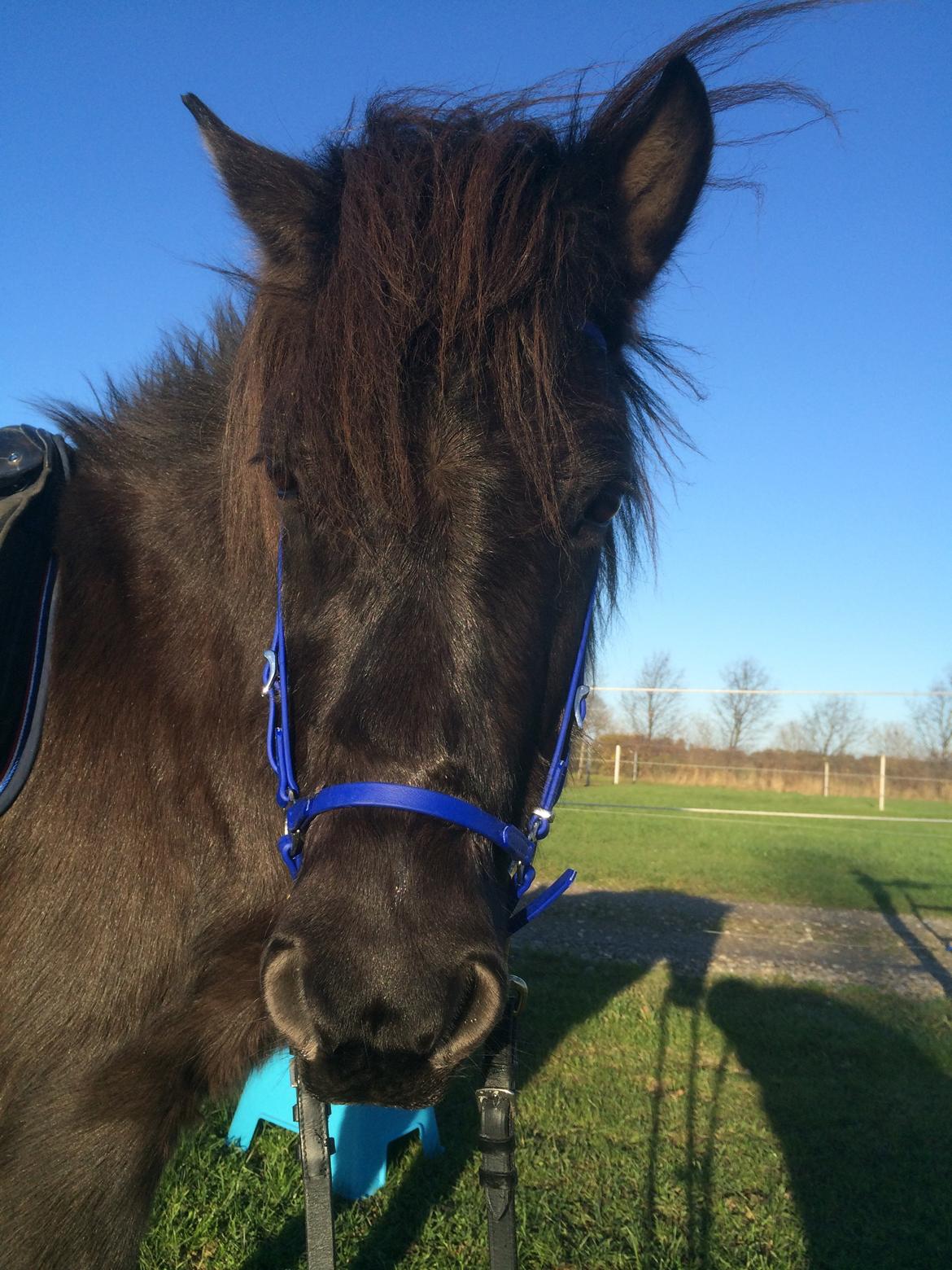 Islænder Gletta fra Puglund  billede 14