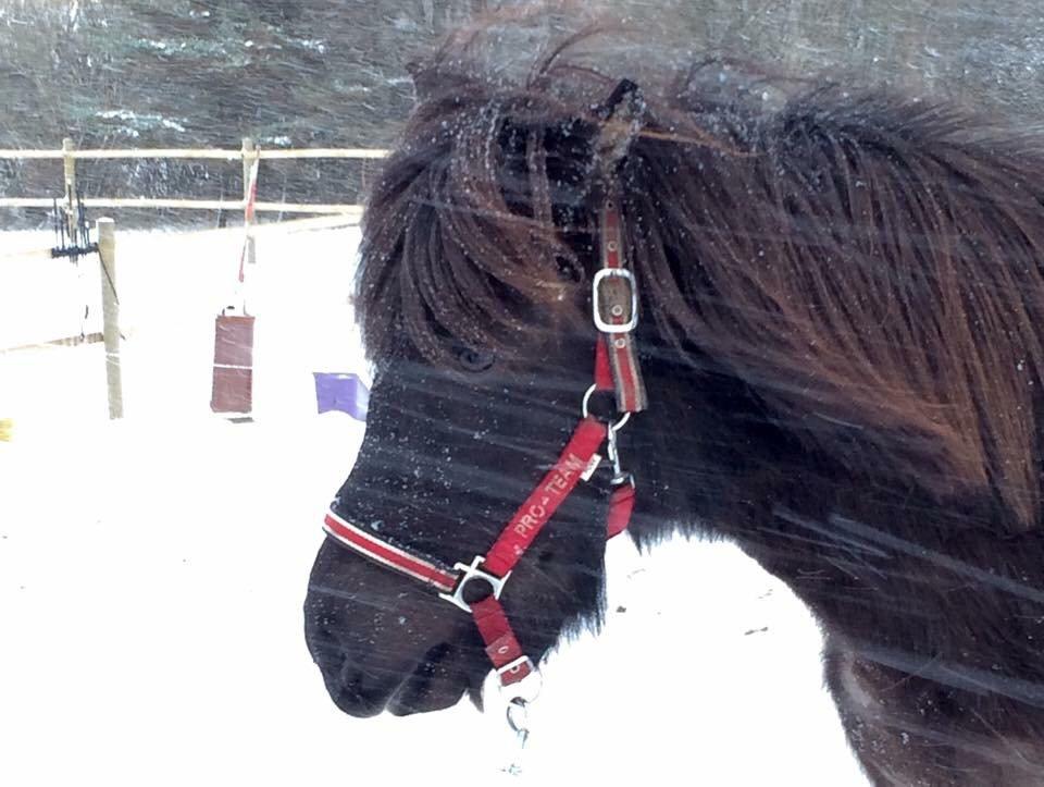 Islænder Gletta fra Puglund  billede 15