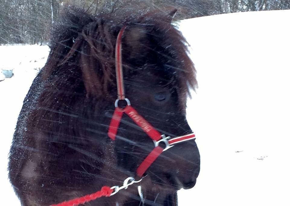 Islænder Gletta fra Puglund  billede 16