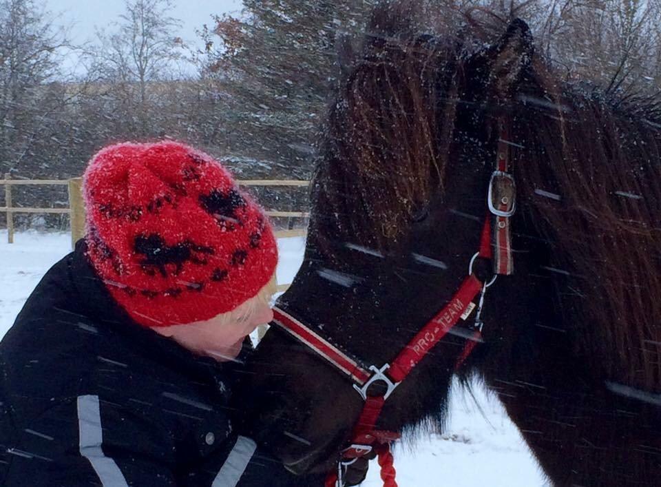 Islænder Gletta fra Puglund  billede 17