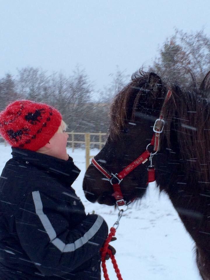 Islænder Gletta fra Puglund  billede 18