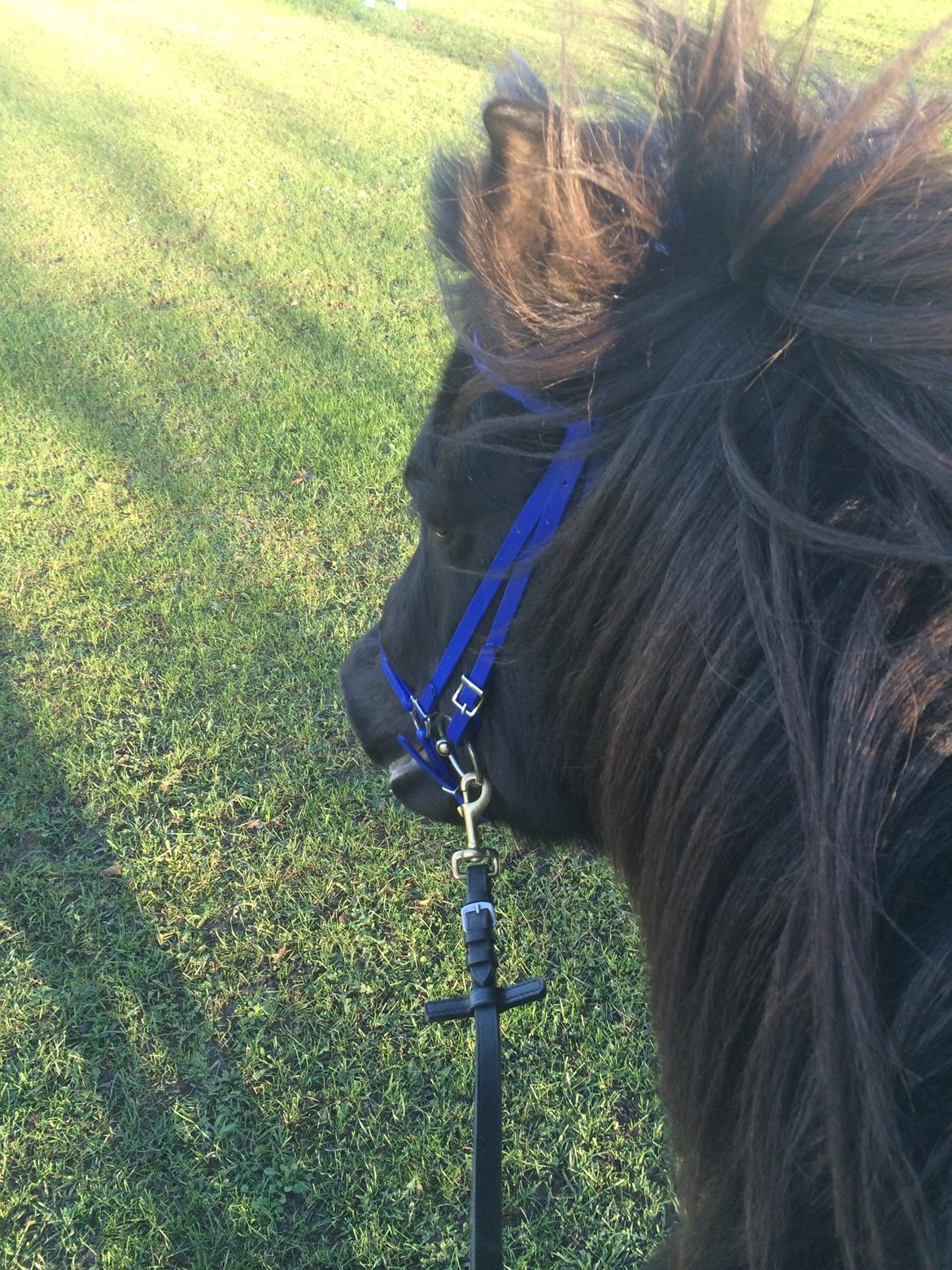 Islænder Gletta fra Puglund  billede 20