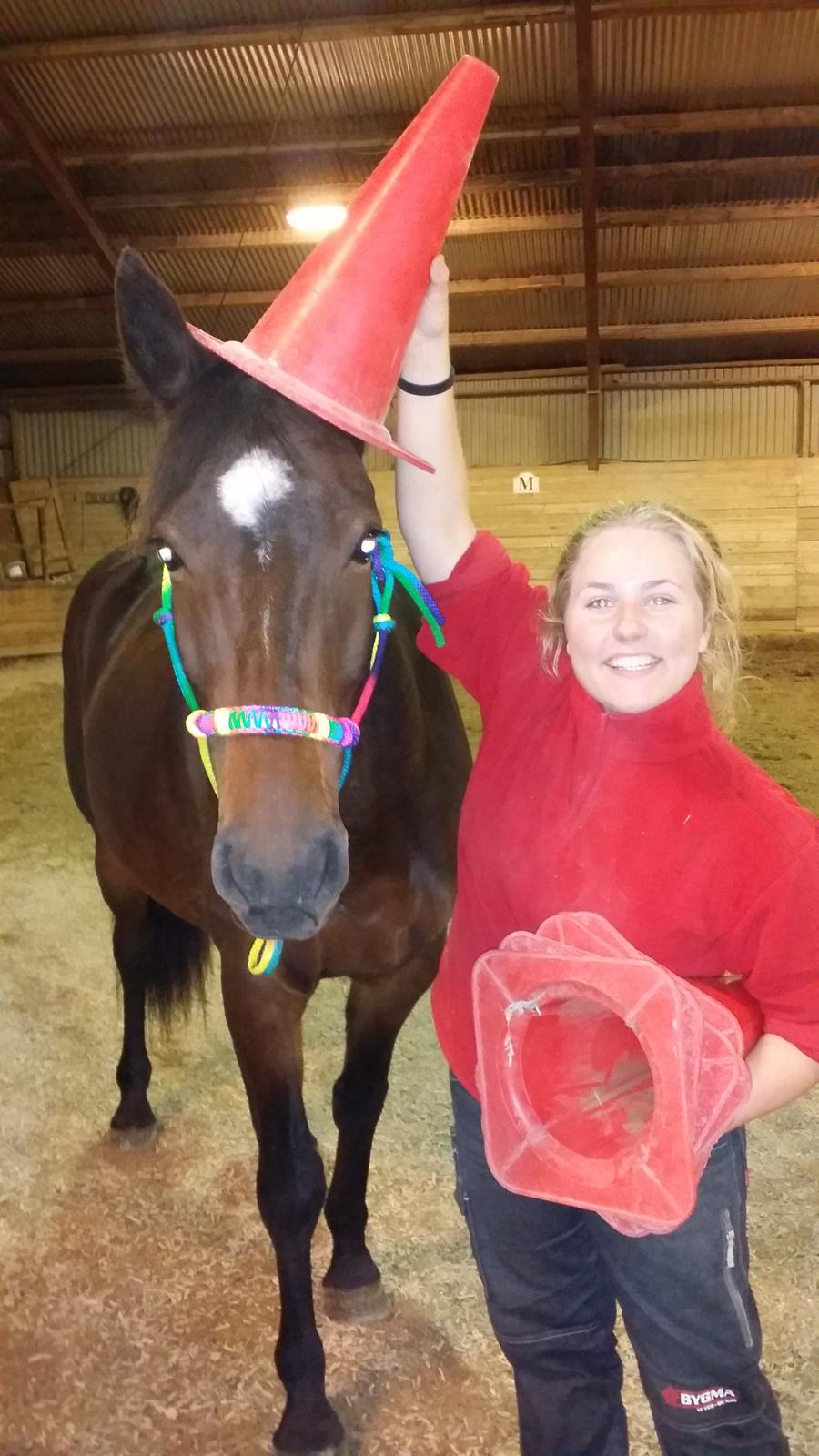 Pinto Jacki Højgård (DAMPBARNET) billede 31