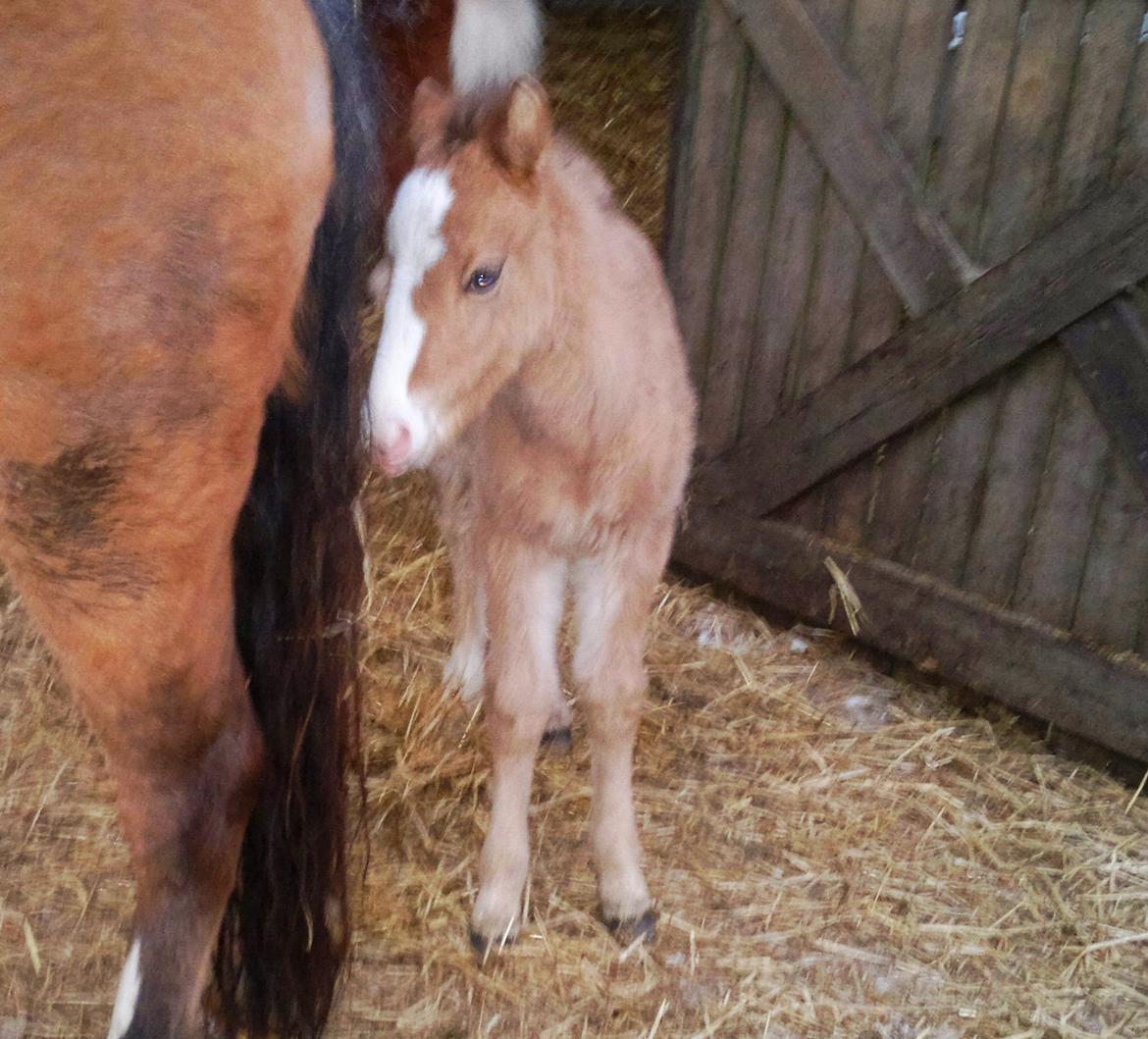 Anden særlig race *NALA* - Lille Nala som føl <3 Foto tidligere ejer billede 19