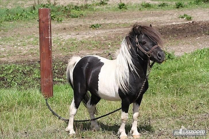 Shetlænder guldfrrøens Crosser billede 1