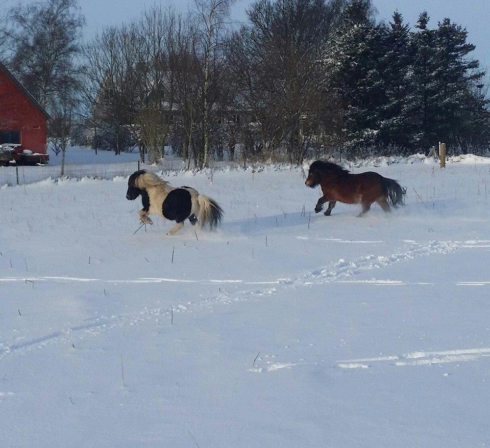 Shetlænder guldfrrøens Crosser billede 3