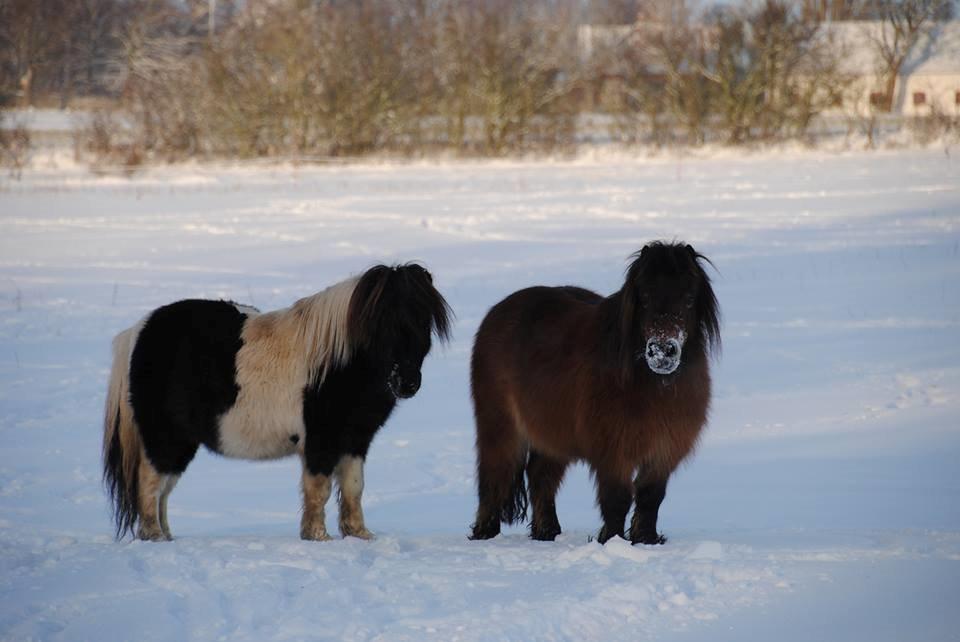 Shetlænder guldfrrøens Crosser billede 4