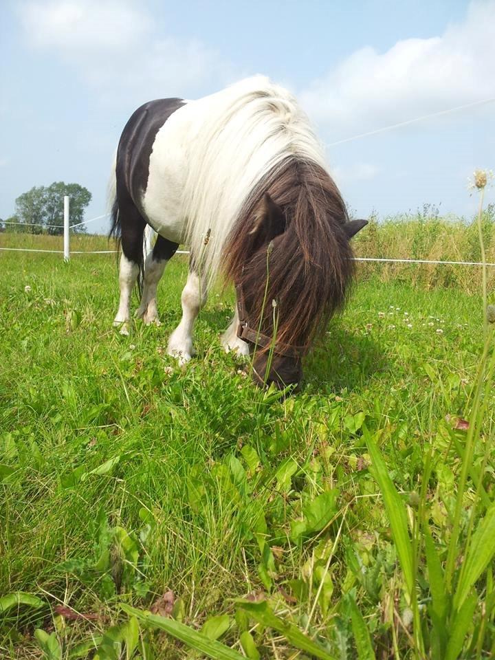 Shetlænder guldfrrøens Crosser billede 2