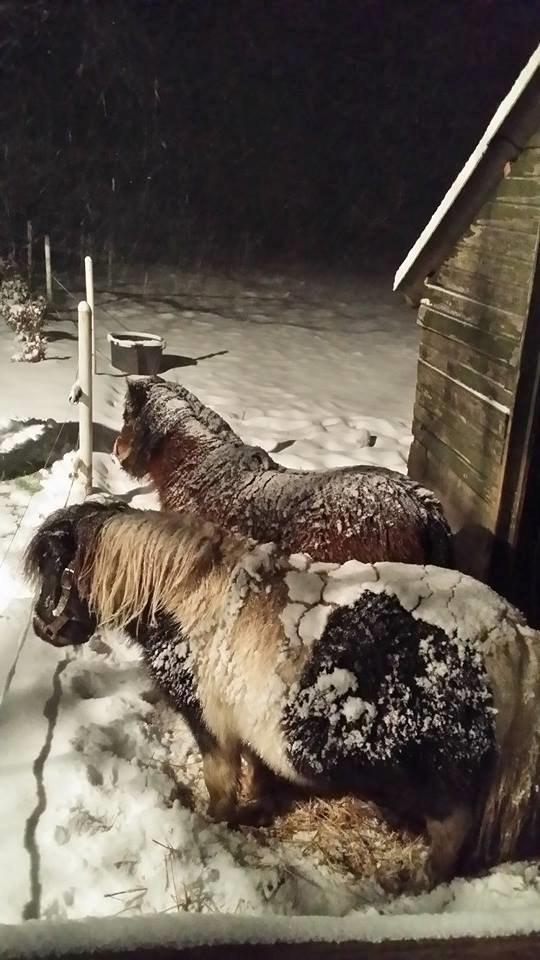 Shetlænder guldfrrøens Crosser billede 5
